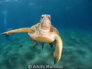 Male green turtle feeding on jellyfish by Adolfo Maciocco 